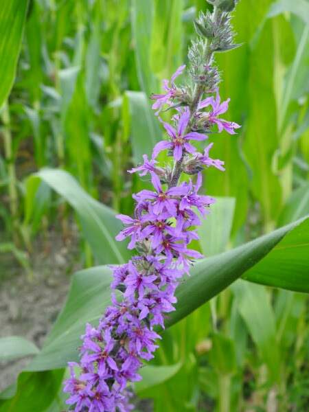 Lythrum salicaria