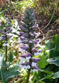 Acanthus mollis