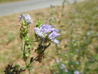 Medicago sativa