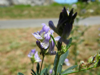 Medicago sativa