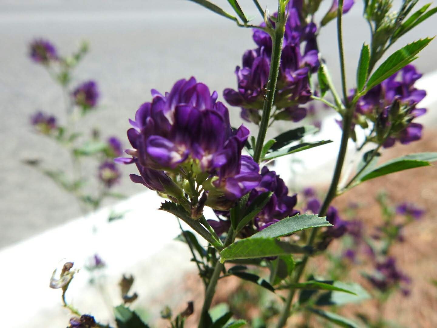 Medicago sativa