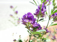 Medicago sativa