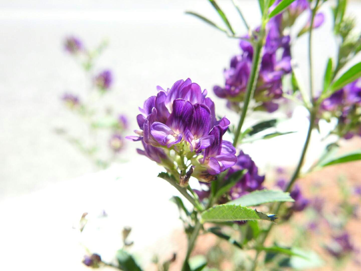 Medicago sativa
