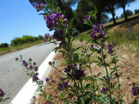 Medicago sativa