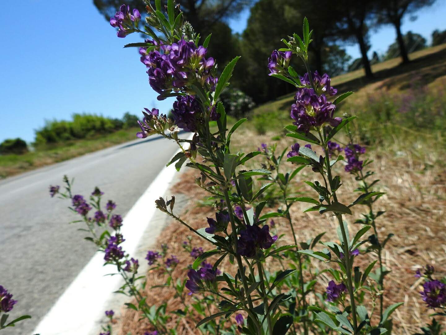 Medicago sativa
