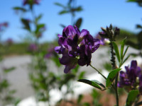 Medicago sativa