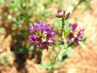 Medicago sativa