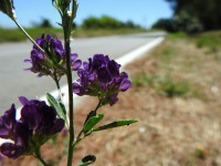 Medicago sativa