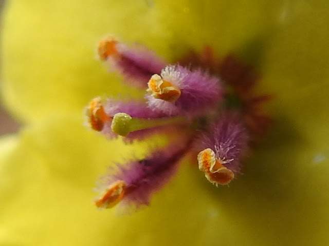 Verbascum sinuatum