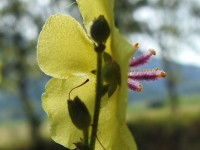 Verbascum sinuatum