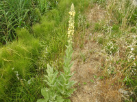 Verbascum thapsus
