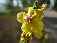 Verbascum sinuatum