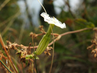 Silene latifolia