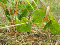 Silene latifolia