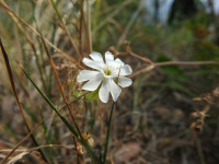 Silene latifolia
