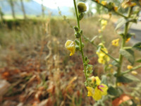 Verbascum sinuatum