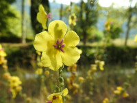 Verbascum sinuatum