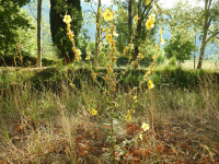 Verbascum sinuatum