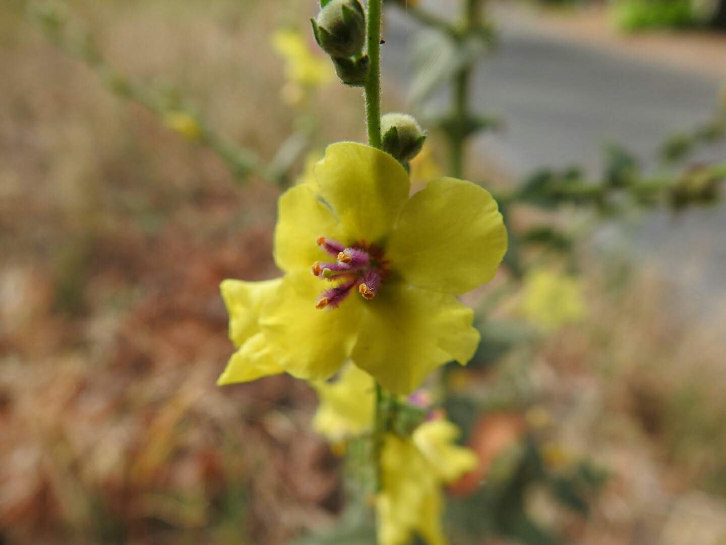 Verbascum sinuatum