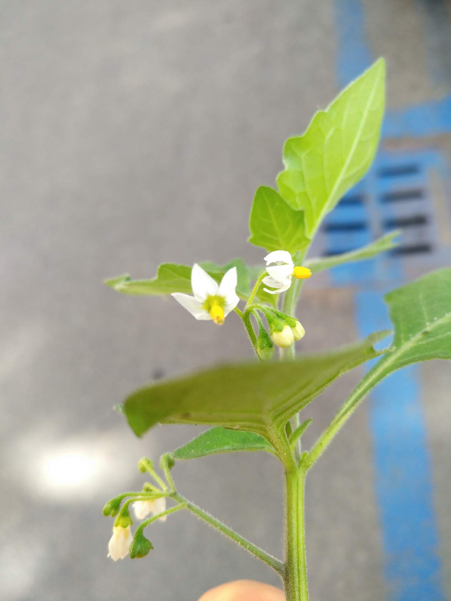 Solanum nigrum