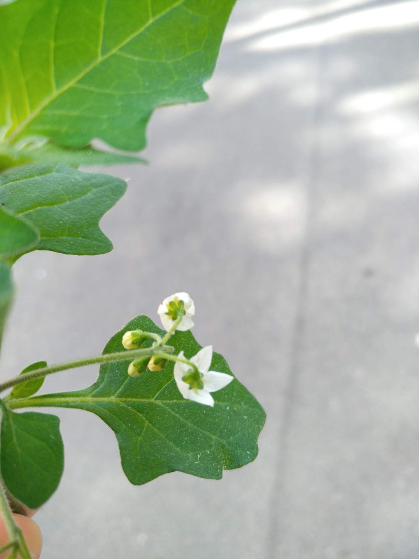 Solanum nigrum