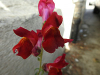 Antirrhinum majus