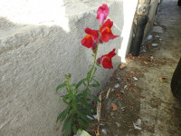 Antirrhinum majus