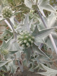 Eryngium maritimum