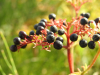 Sambucus ebulus
