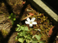 Oxalis incarnata