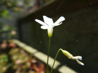 Oxalis incarnata