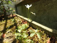 Oxalis incarnata