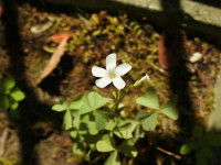 Oxalis incarnata