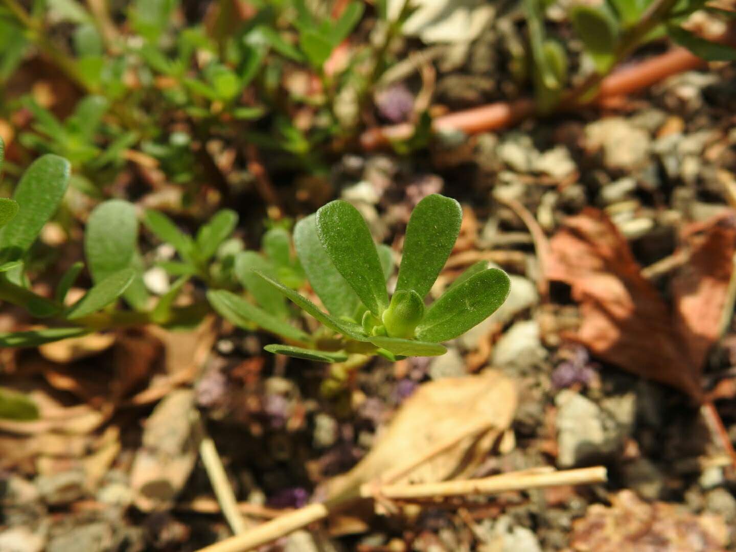 Portulaca oleracea