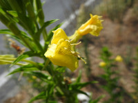 Oenothera biennis