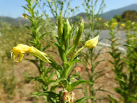 Oenothera biennis