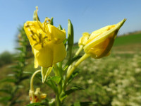 Oenothera biennis