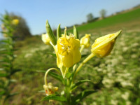 Oenothera biennis