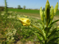 Oenothera biennis
