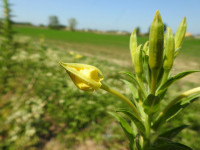 Oenothera biennis