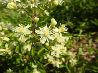 Clematis vitalba