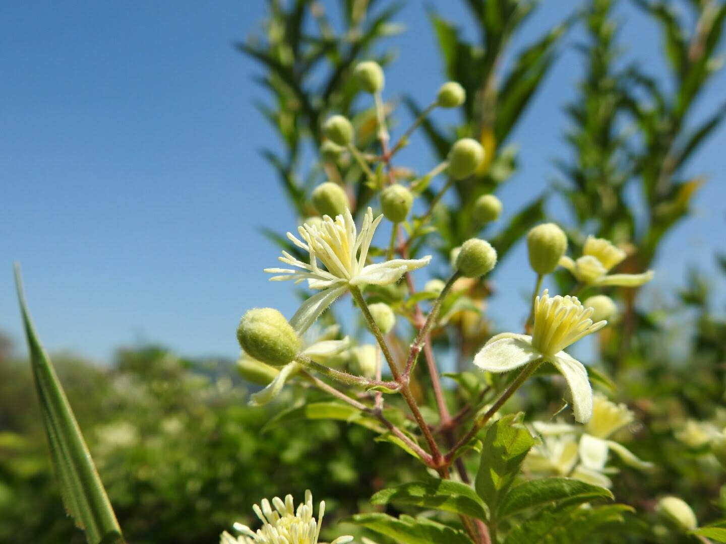 Clematis vitalba