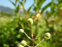 Clematis vitalba