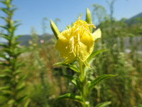Oenothera biennis