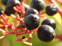 Sambucus ebulus