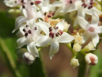 Sambucus ebulus