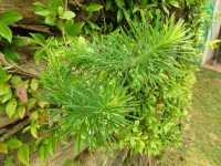Euphorbia cyparissias
