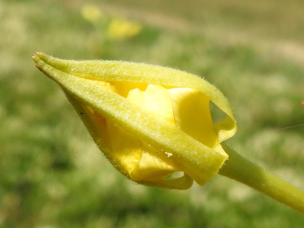 Oenothera biennis
