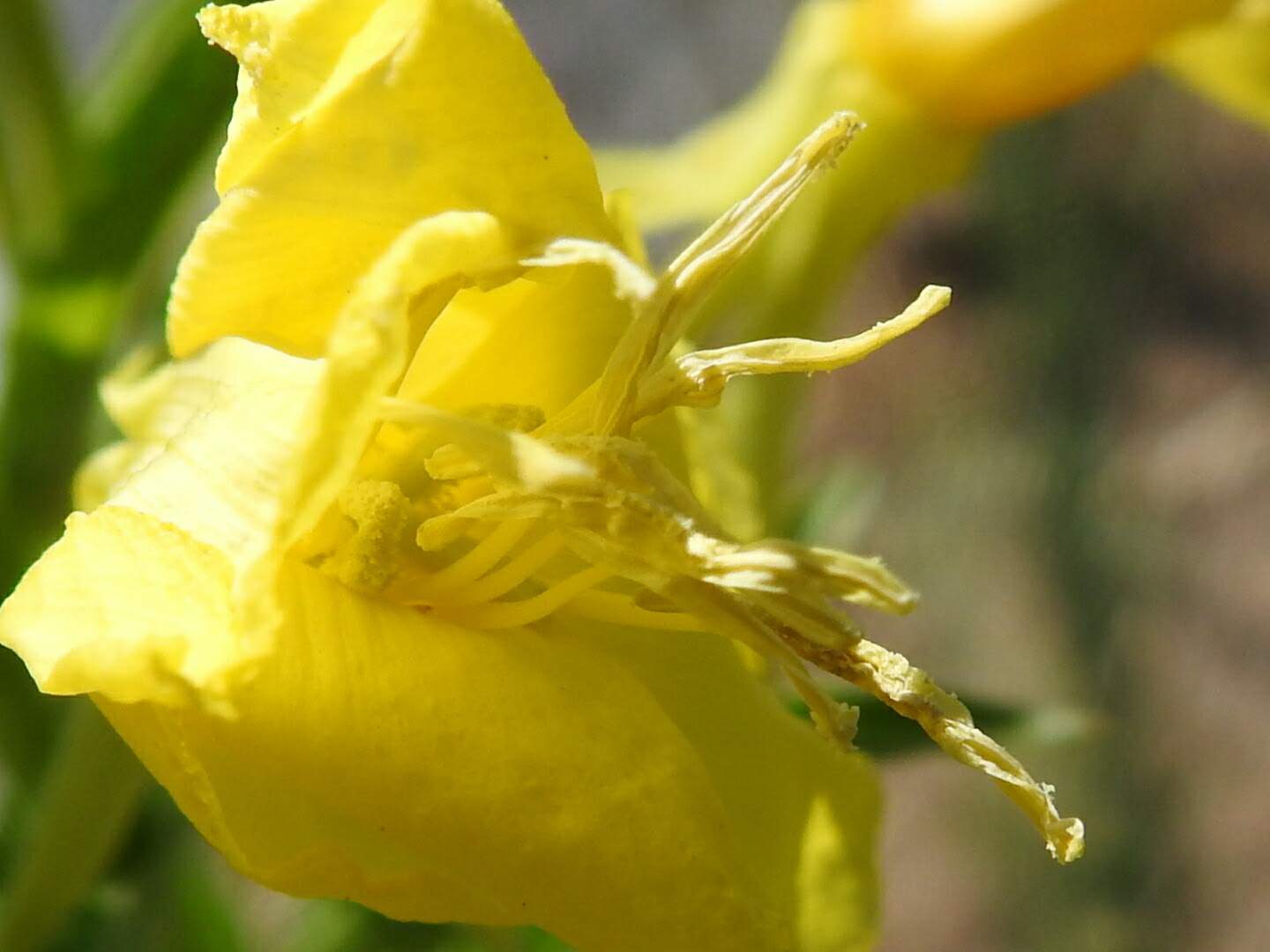 Oenothera biennis