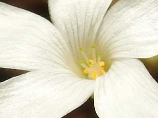 Oxalis incarnata